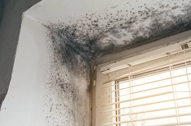 Affordable Mold Cleanup solutions in Beccaria, PA