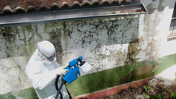 Top rated local Mold Cleanup specialists in Beccaria, PA
